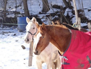  Caballos en invierno en Gap 